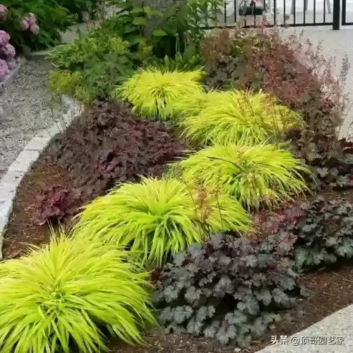 花园战争3植物阵容搭配插图14