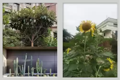 创意庭院超强植物阵容搭配插图4