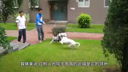 部落冲突黑狗阵容搭配(部落冲突黑夜4本最强阵型高清图)插图1