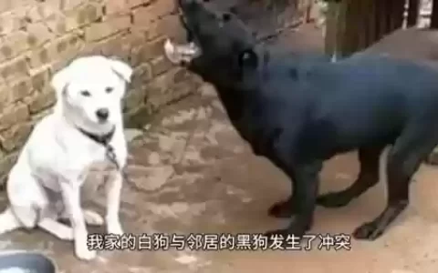 部落冲突黑狗阵容搭配(部落冲突黑夜4本最强阵型高清图)