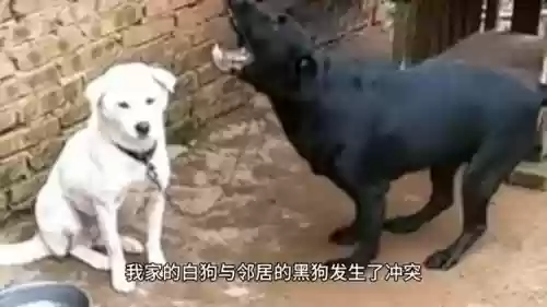 部落冲突黑狗阵容搭配(部落冲突黑夜4本最强阵型高清图)插图