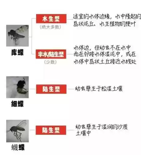克制水泡枪阵容怎么搭配(什么阵型克制3421)插图8
