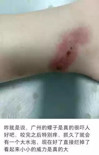 克制水泡枪阵容怎么搭配(什么阵型克制3421)插图5
