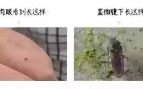 克制水泡枪阵容怎么搭配(什么阵型克制3421)
