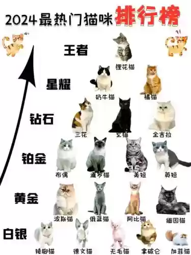 猫猫阵容配对插图1