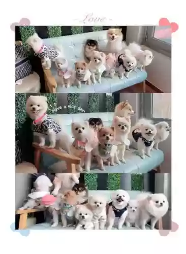 狗狗的阵容插图