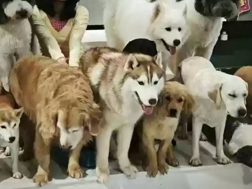 狗狗的阵容插图1