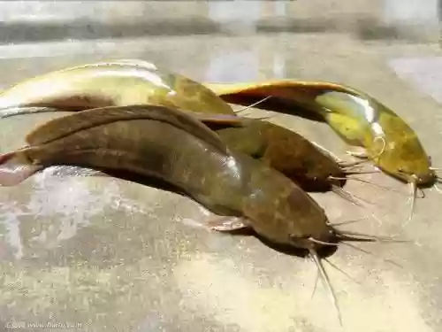 帝鲶鱼阵容插图