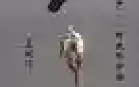 剑网三风骨霸刀武器