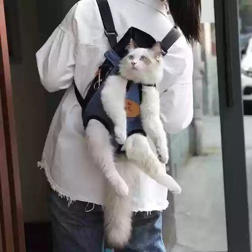 带猫出门装备插图