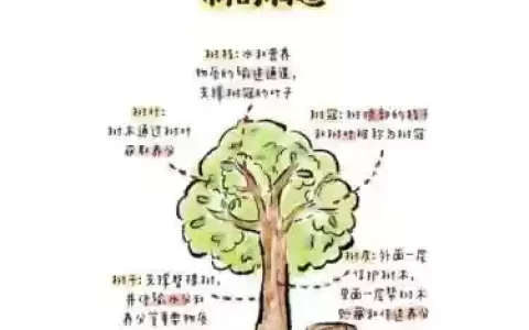 大叔大树阵容