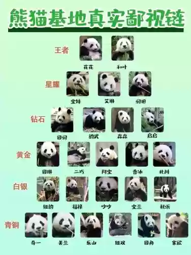 熊猫阵容搭配攻略插图1