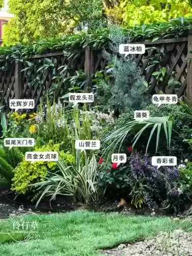 仲夏庭园阵容搭配插图