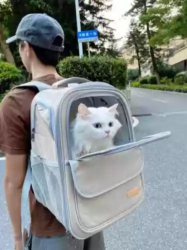 带猫出门装备插图1