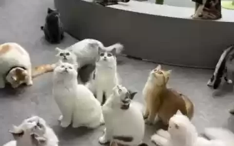 猫猫阵容配对_1