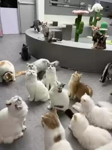 刷猫阵容插图1